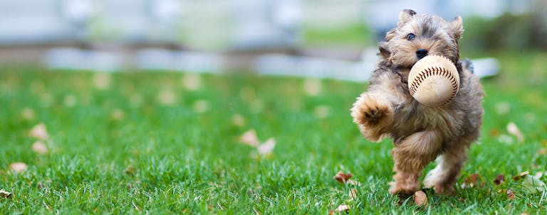 How to Train a Puppy to Play Baseball How to Train a Puppy to Play Baseball